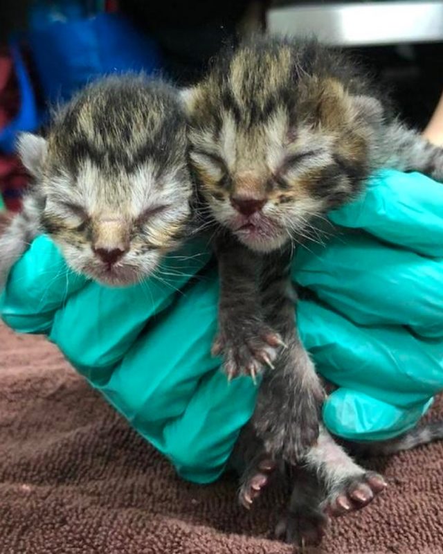 two neonatal kittens