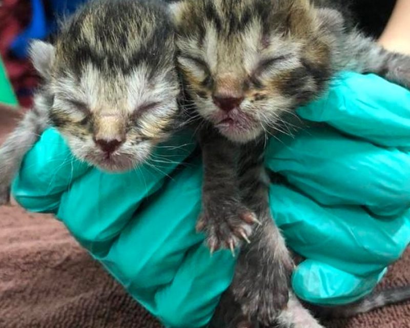 two neonatal kittens