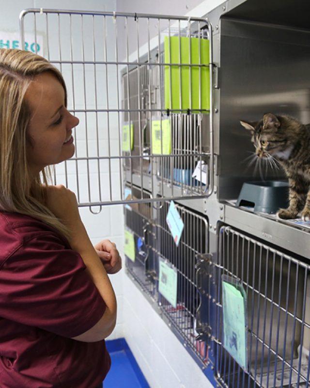 HSPPR vet smiling at cat in kennel