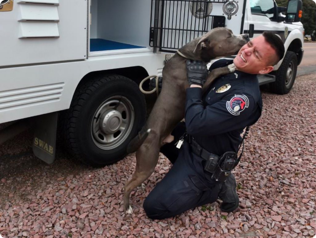 animal law enforcement officer getting kisses from large gray dog