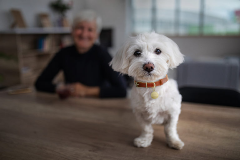 Cute Maltese dog looking at camera