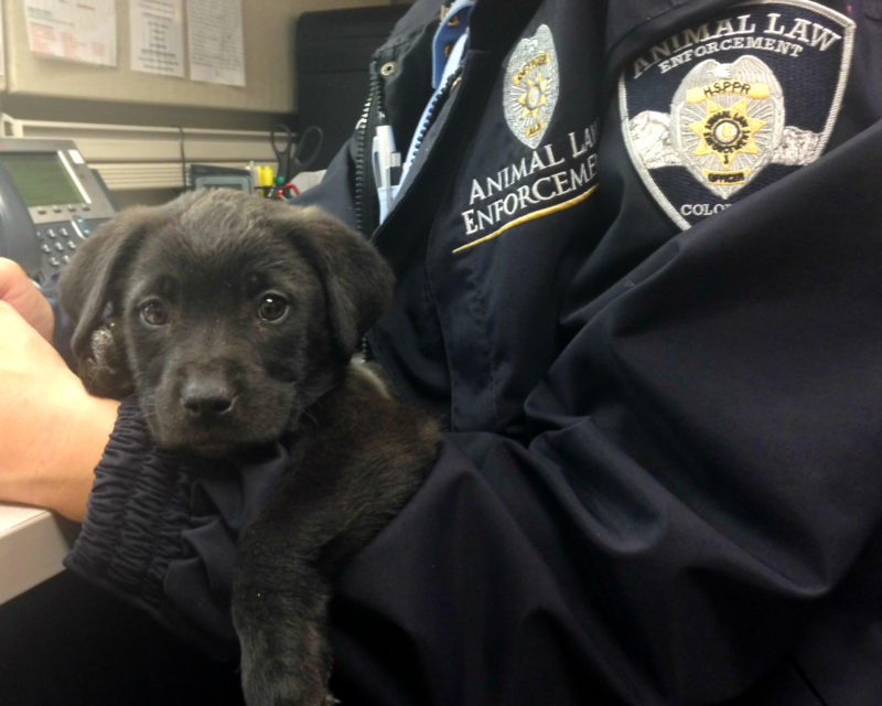 animal law enforcement officer holding small black puppy