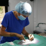 HSPPR veterinarian performing a spay or neuter surgery