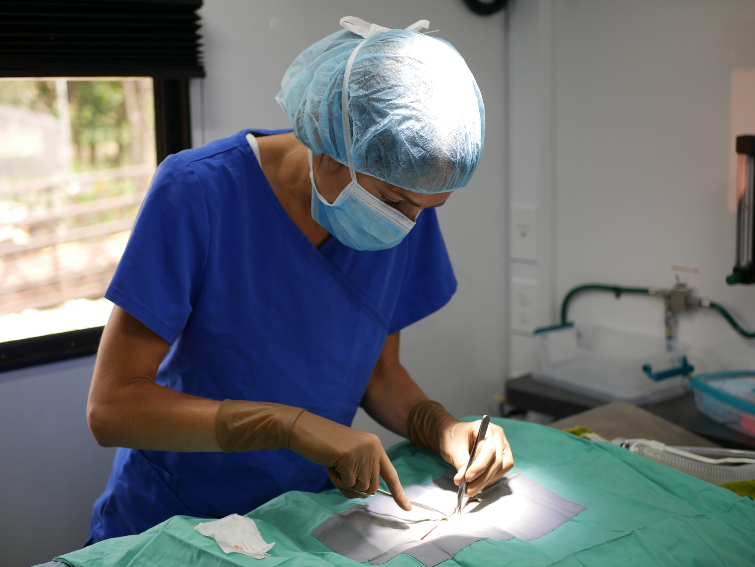 HSPPR veterinarian performing a spay or neuter surgery