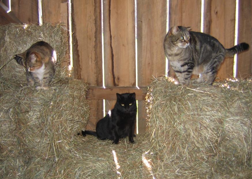 Three barn cats