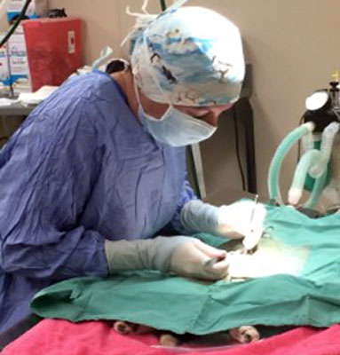 HSPPR veterinarian performing surgery on a pet