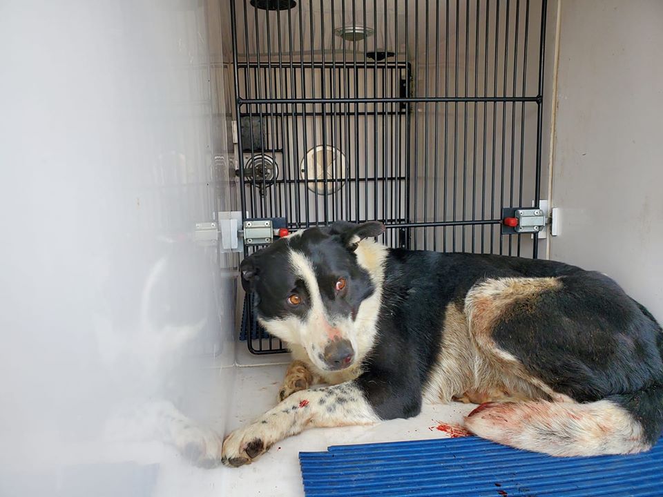 Dog rescued in Pueblo