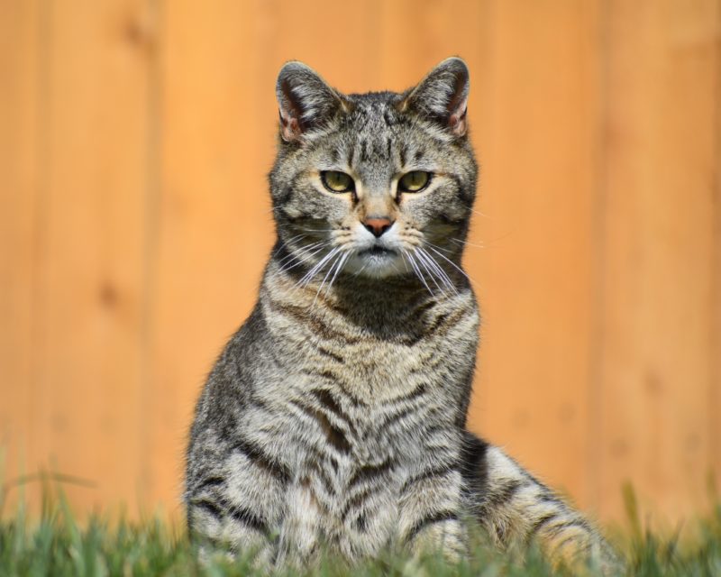 TC the Barn Cat