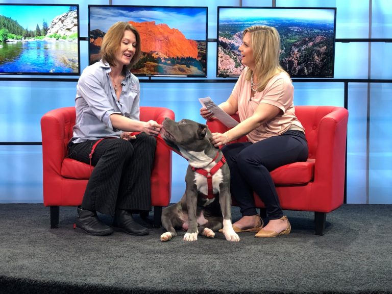 HSPPR employee with gray dog being interviewed for TV