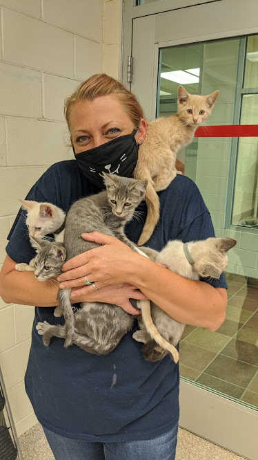 HSPPR employee holding five kittens
