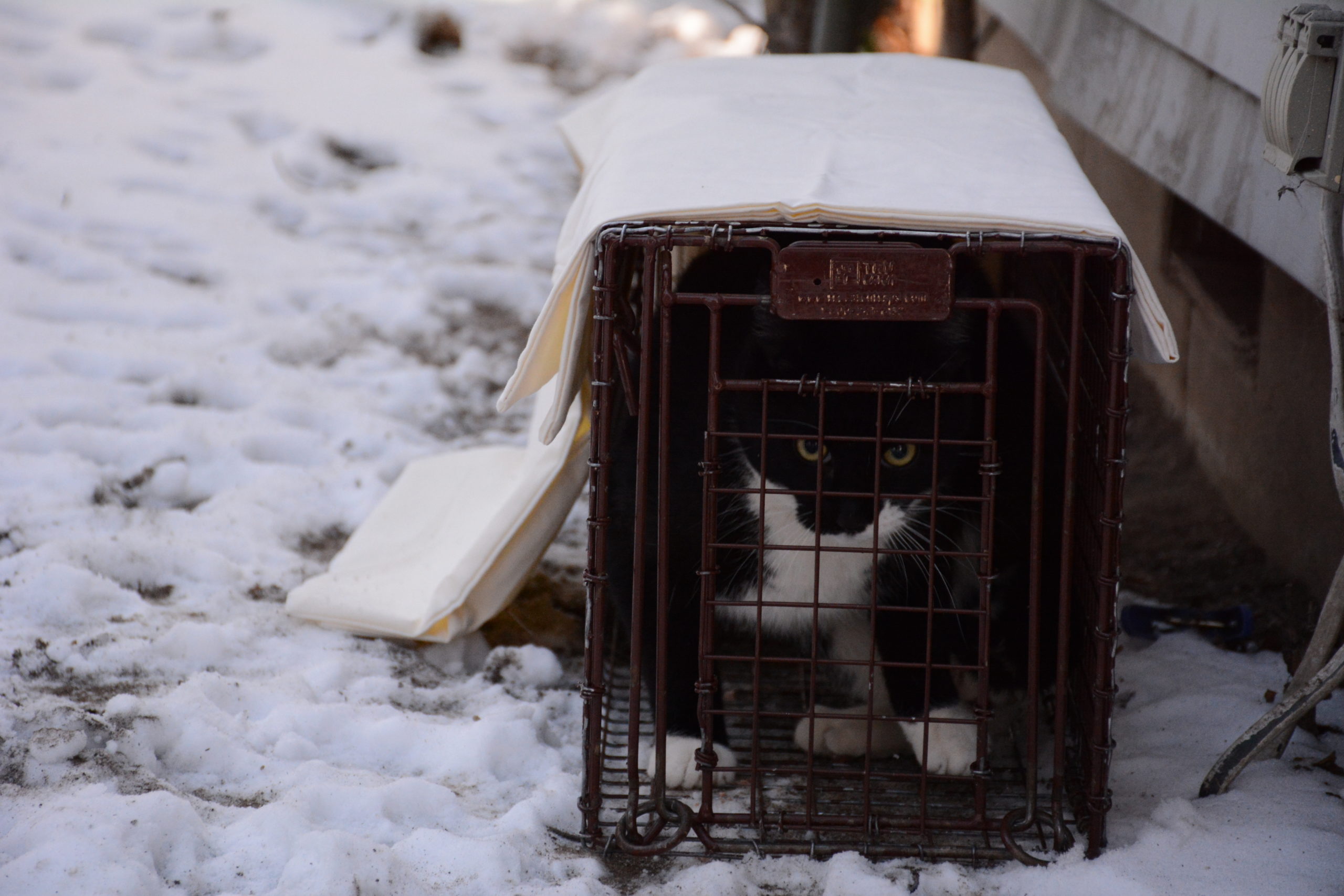 black and white cat in a carrier