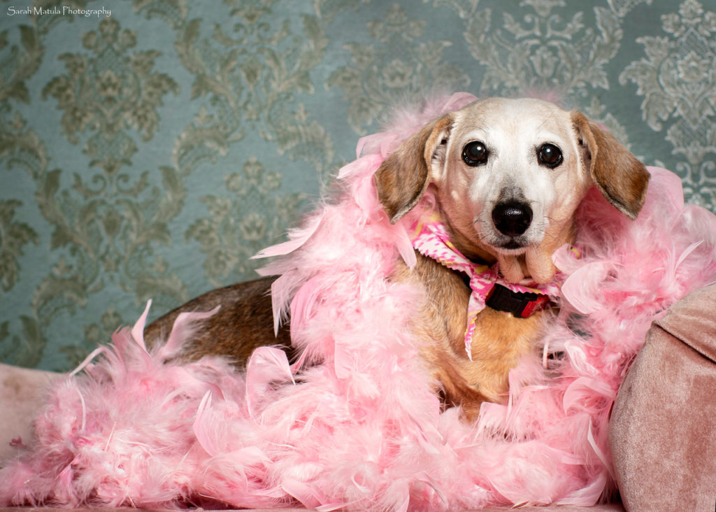 dachshund looking at the camera with pink boa around her neck