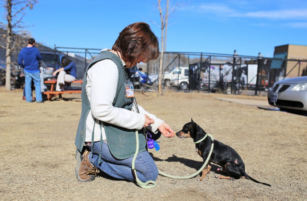 HSPPR volunteer giving a treat to a small black dog