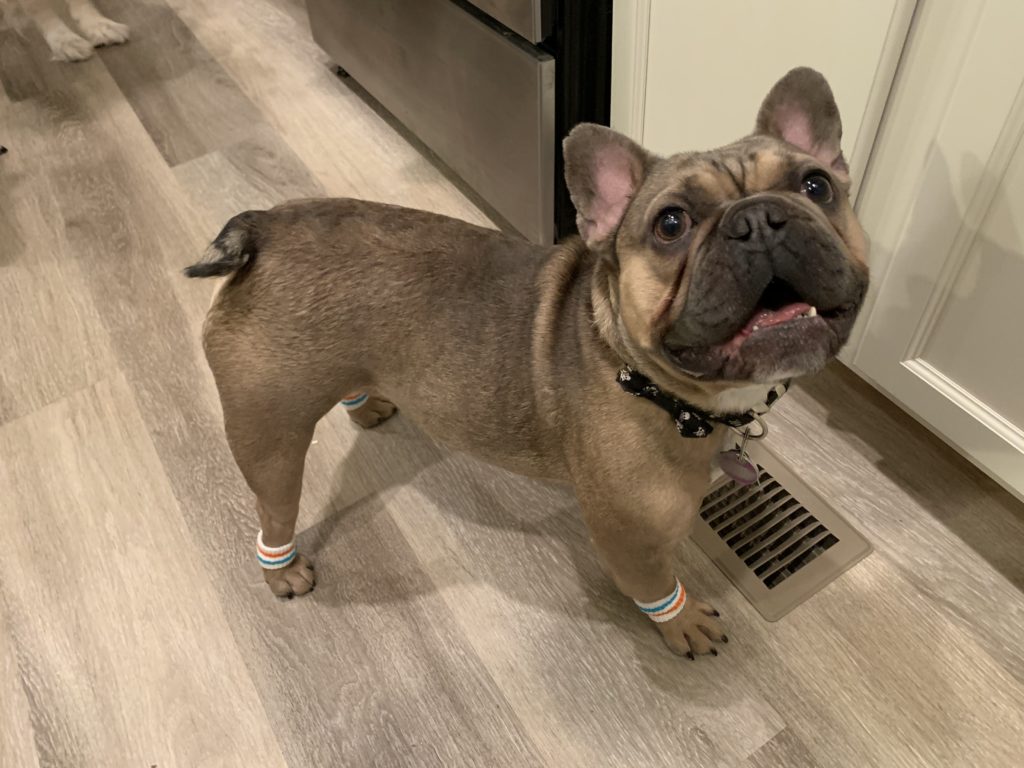 brown french bulldog smiling at the camera