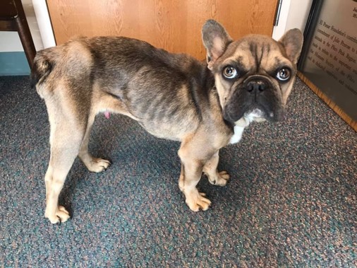 An underweight brown french bulldog