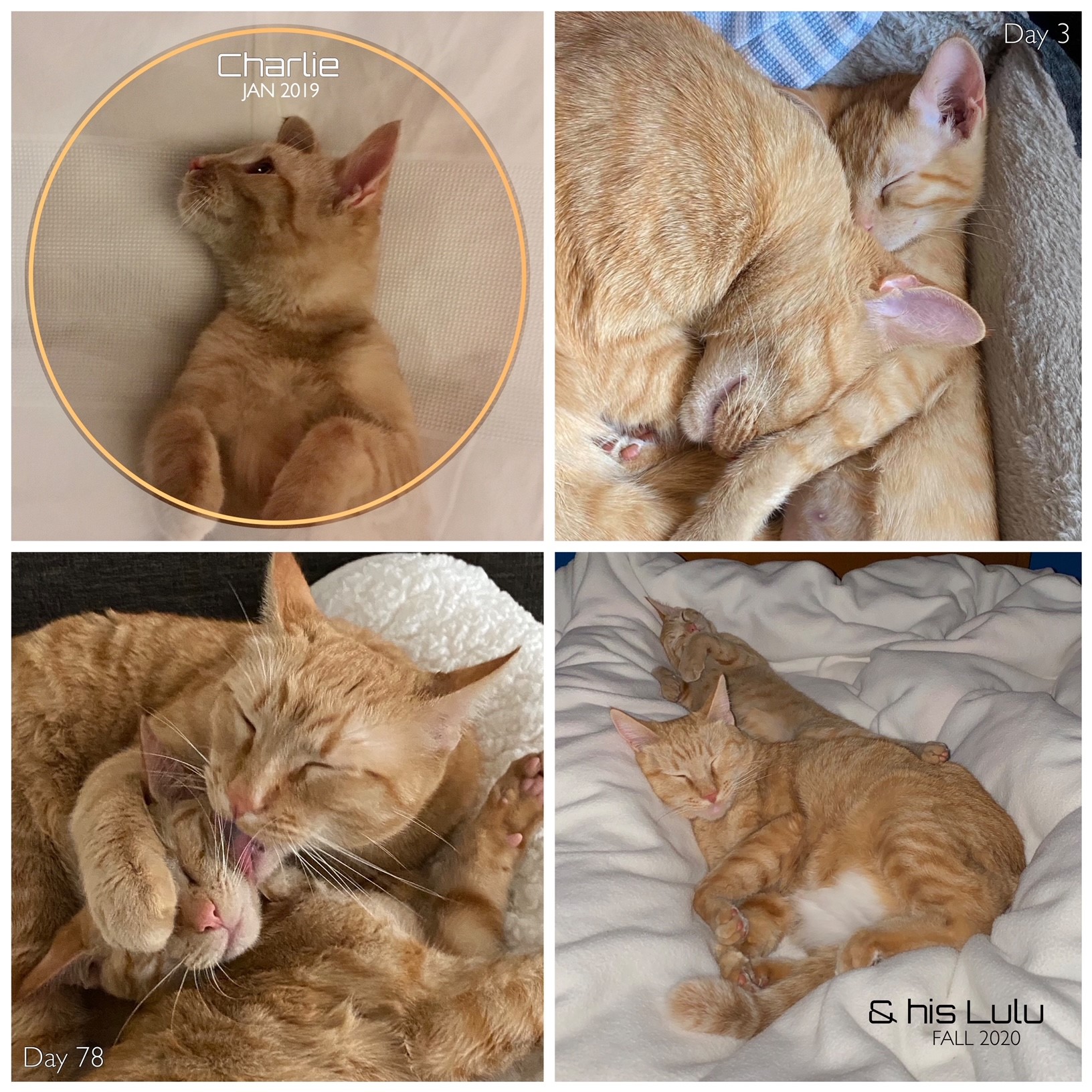 A photo collage of two tan cats cuddling and sleeping together