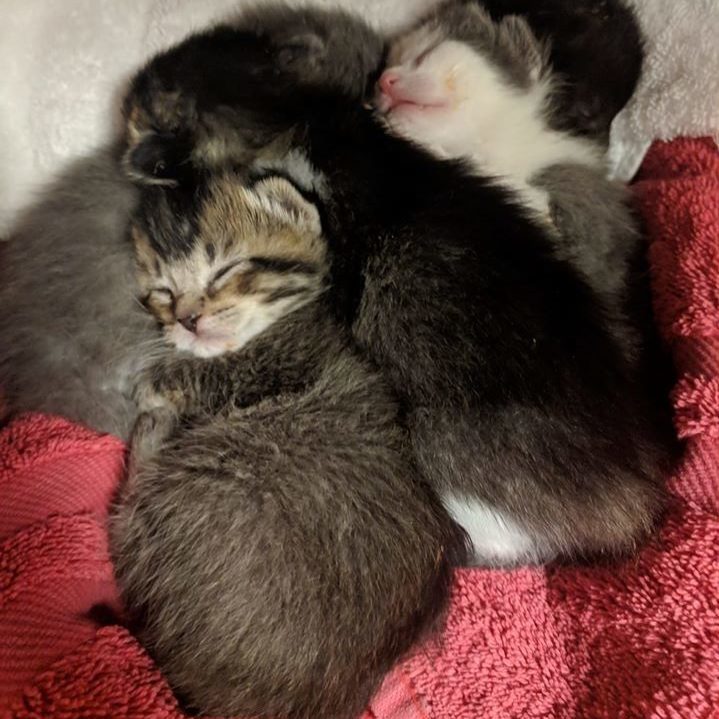 Four kittens sleeping and cuddling