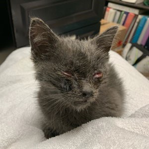 Sick kitten with red eyes and discharge