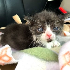 Sick underweight kitten with wet fur