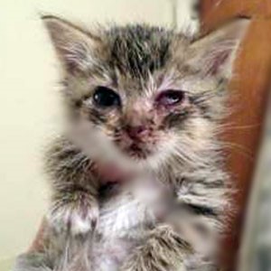 Sick kitten with nose and eye discharge