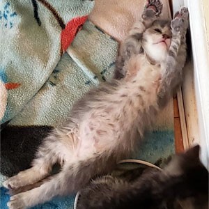 Healthy, gray kitten sleeping on his back