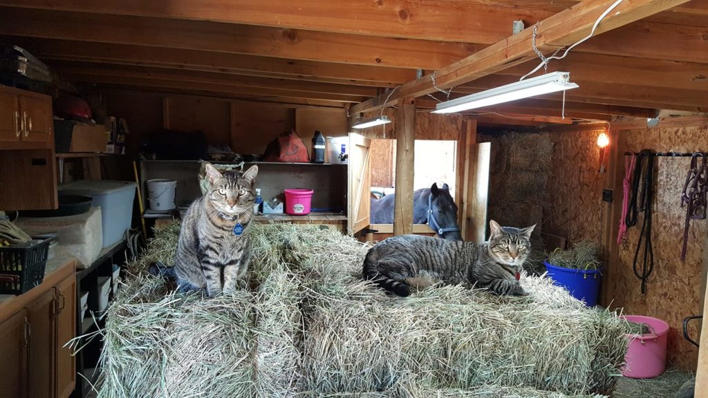 Two black and gray tiger kitties are sitting on hay bales in a barn