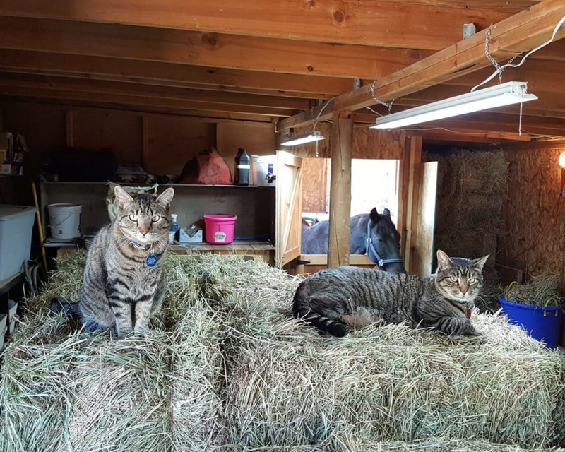 Two black and gray tiger kitties are sitting on hay bales in a barn