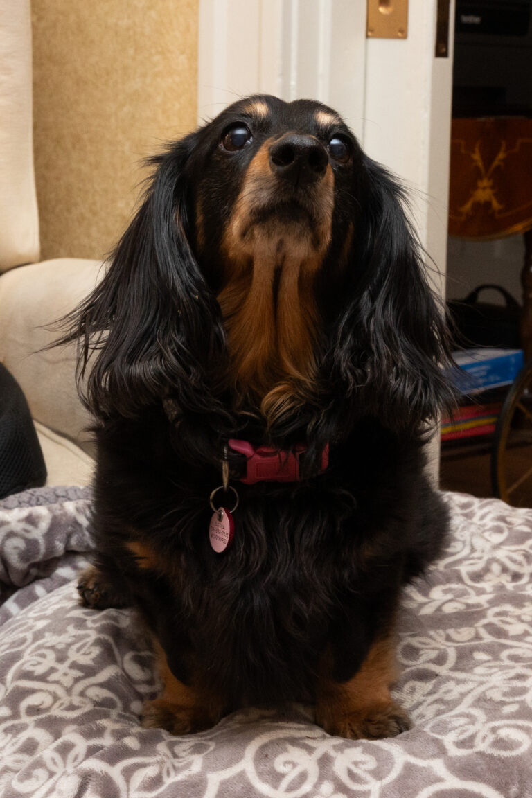 HSPPR-Pet-Star-Sasha-04