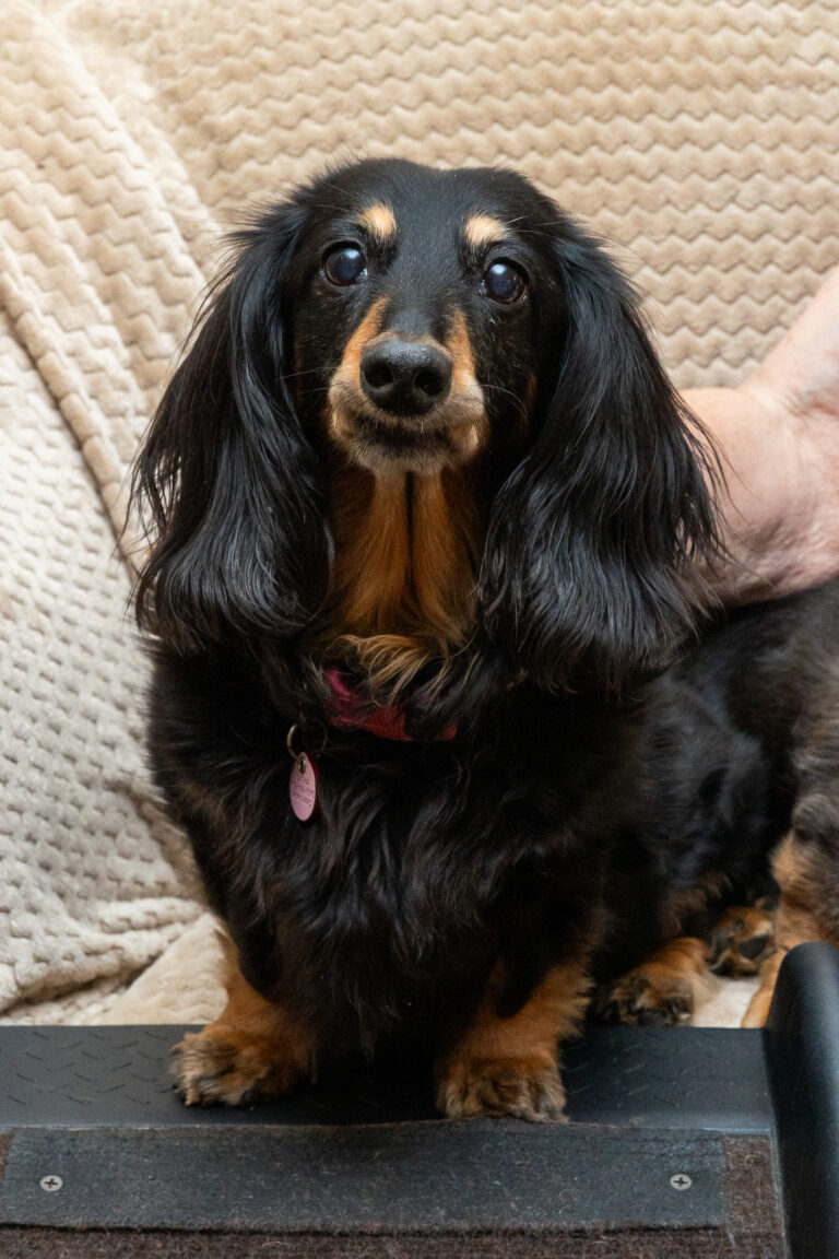 HSPPR-Pet-Star-Sasha-23