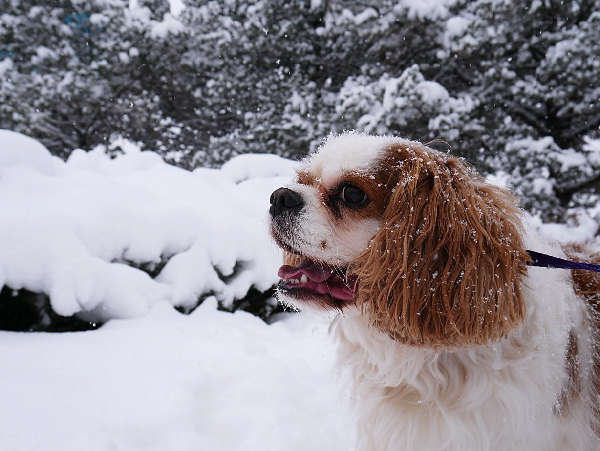 a small brown and white dog looking to the left is standing outside in the snow