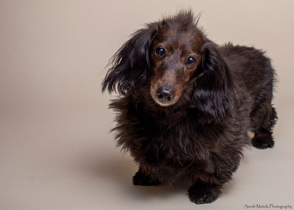 a brown long-haired dachshund is standing and looking at the camera