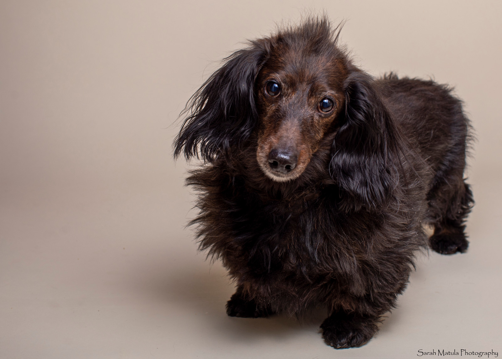 a brown long-haired dachshund is standing and looking at the camera