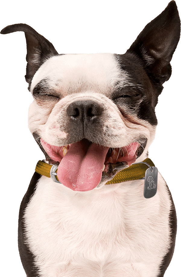 Adoption Process Humane Society Of The Pikes Peak Region Adoption Process Humane Society Of The Pikes Peak Region